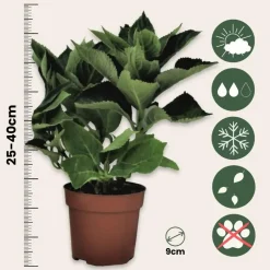 Planten|Tuinplanten-Plant in a Box Bolhortensia - Set van 3 - Hydrangea 'Early Blue' - Hoogte 25-40cm - ⌀9cm