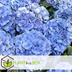 Planten|Tuinplanten-Plant in a Box Bolhortensia - Set van 3 - Hydrangea 'Early Blue' - Hoogte 25-40cm - ⌀9cm