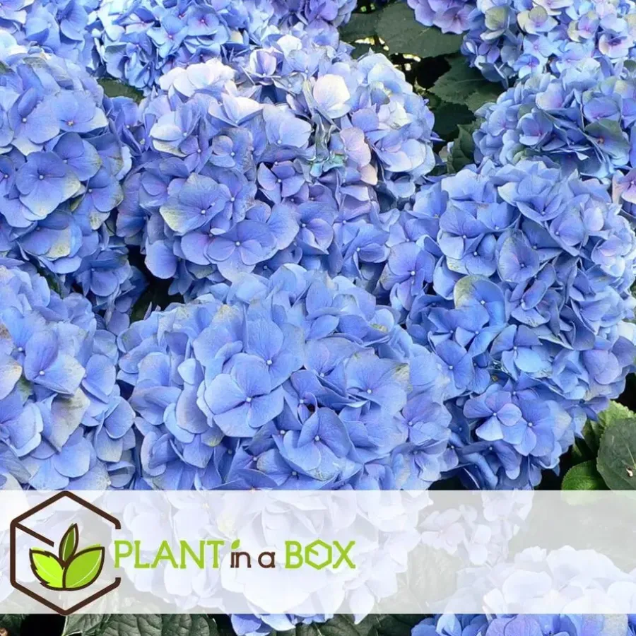 Planten|Tuinplanten-Plant in a Box Bolhortensia - Set van 3 - Hydrangea 'Early Blue' - Hoogte 25-40cm - ⌀9cm