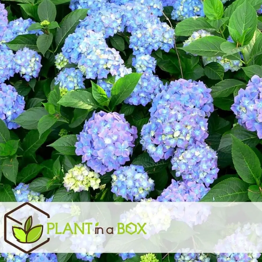 Planten|Tuinplanten-Plant in a Box Bolhortensia - Set van 3 - Hydrangea 'Early Blue' - Hoogte 25-40cm - ⌀9cm