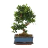 Kamerplanten-Plant in a Box Bonsai - Carmona microphylla - Hoogte 20-30cm - ⌀15cm