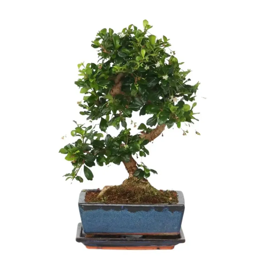Kamerplanten-Plant in a Box Bonsai - Carmona microphylla - Hoogte 20-30cm - ⌀15cm