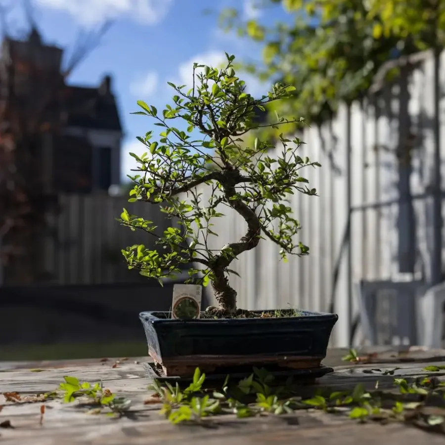 Kamerplanten-Plant in a Box Bonsai - Carmona microphylla - Hoogte 20-30cm - ⌀15cm