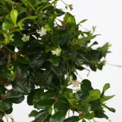 Kamerplanten-Plant in a Box Bonsai - Carmona microphylla - Hoogte 20-30cm - ⌀15cm