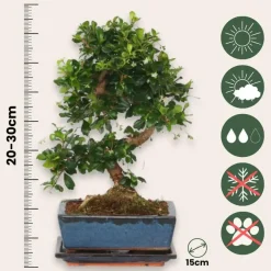 Kamerplanten-Plant in a Box Bonsai - Carmona microphylla - Hoogte 20-30cm - ⌀15cm