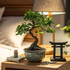 Kamerplanten-Plant in a Box Bonsai - Carmona microphylla - Hoogte 20-30cm - ⌀15cm