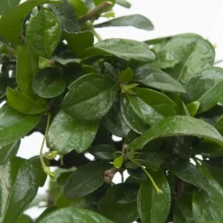 Kamerplanten-Plant in a Box Bonsai - Carmona microphylla - Hoogte 20-30cm - ⌀15cm