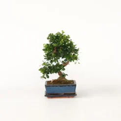 Kamerplanten-Plant in a Box Bonsai - Carmona microphylla - Hoogte 25-30cm - ⌀20cm