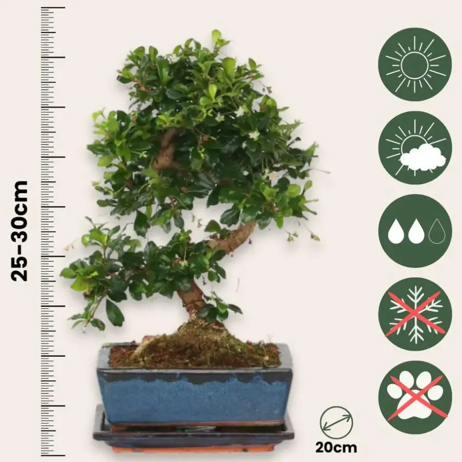 Kamerplanten-Plant in a Box Bonsai - Carmona microphylla - Hoogte 25-30cm - ⌀20cm