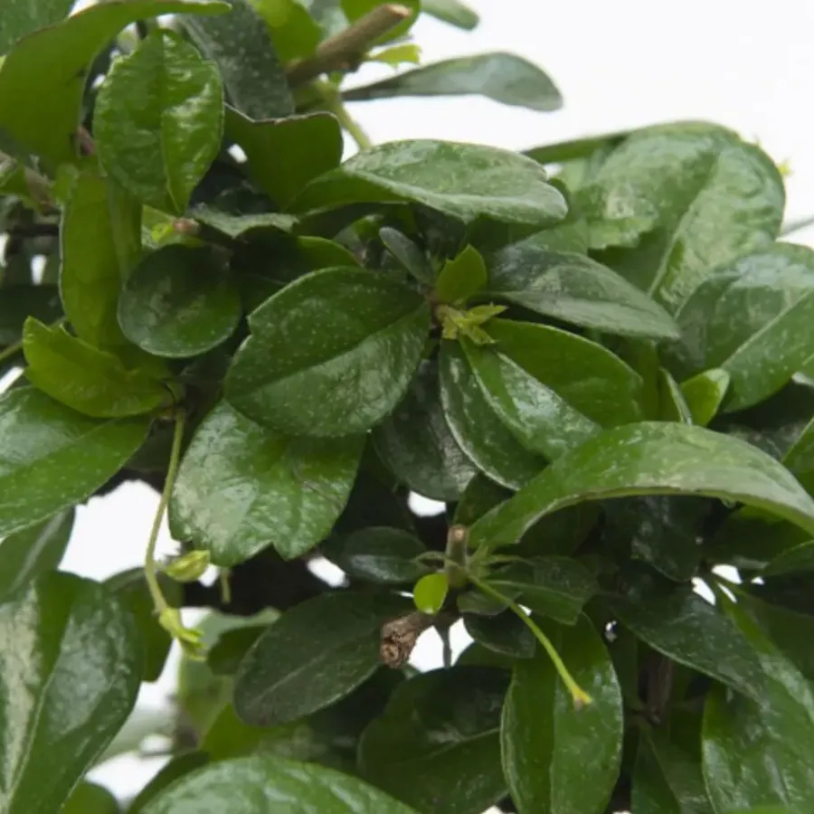 Kamerplanten-Plant in a Box Bonsai - Carmona microphylla - Hoogte 25-30cm - ⌀20cm