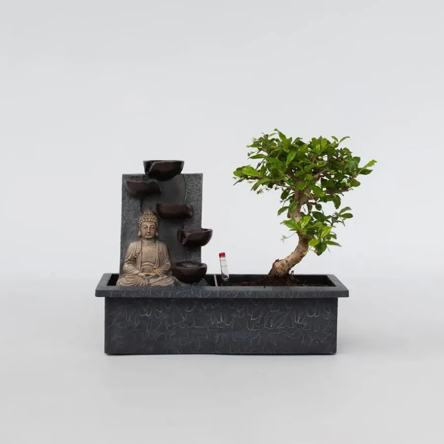 Kamerplanten-Plant in a Box Bonsai met Buddha - Bonsai - Hoogte 25-35cm - ⌀29cm