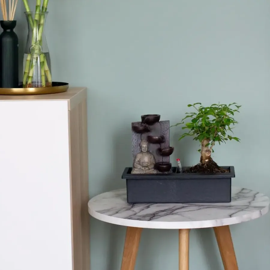 Plant in a Box Bonsai met Buddha - Set van 2 - Bonsai - Hoogte 25-35cm - ⌀29cm