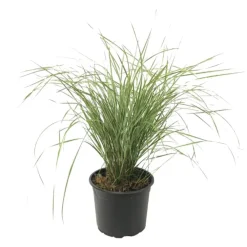 Planten|Tuinplanten-Plant in a Box Bont struisriet - Calamagrostis acutiflora 'Overdam' - Hoogte 20-30cm - ⌀23cm
