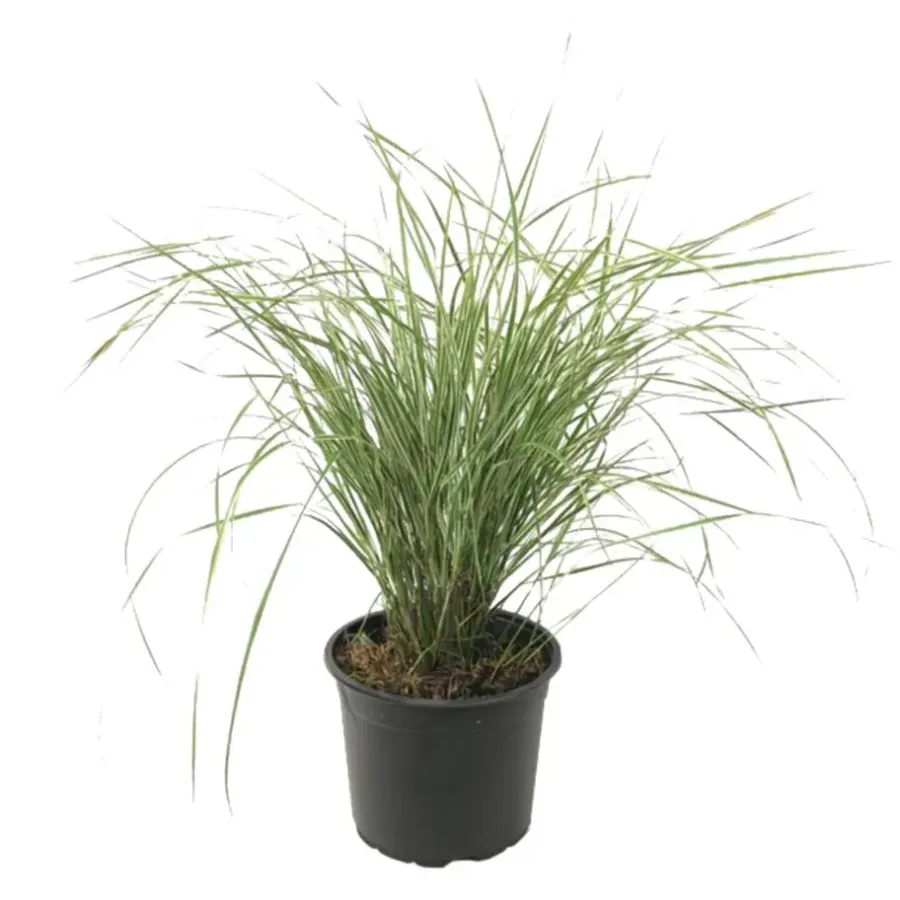 Planten|Tuinplanten-Plant in a Box Bont struisriet - Calamagrostis acutiflora 'Overdam' - Hoogte 20-30cm - ⌀23cm