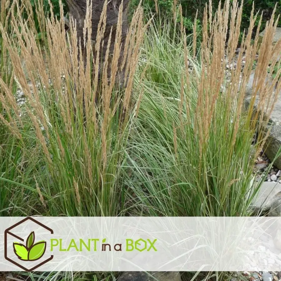 Planten|Tuinplanten-Plant in a Box Bont struisriet - Calamagrostis acutiflora 'Overdam' - Hoogte 20-30cm - ⌀23cm