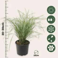 Planten|Tuinplanten-Plant in a Box Bont struisriet - Calamagrostis acutiflora 'Overdam' - Hoogte 20-30cm - ⌀23cm