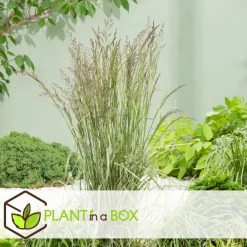 Planten|Tuinplanten-Plant in a Box Bont struisriet - Calamagrostis acutiflora 'Overdam' - Hoogte 20-30cm - ⌀23cm