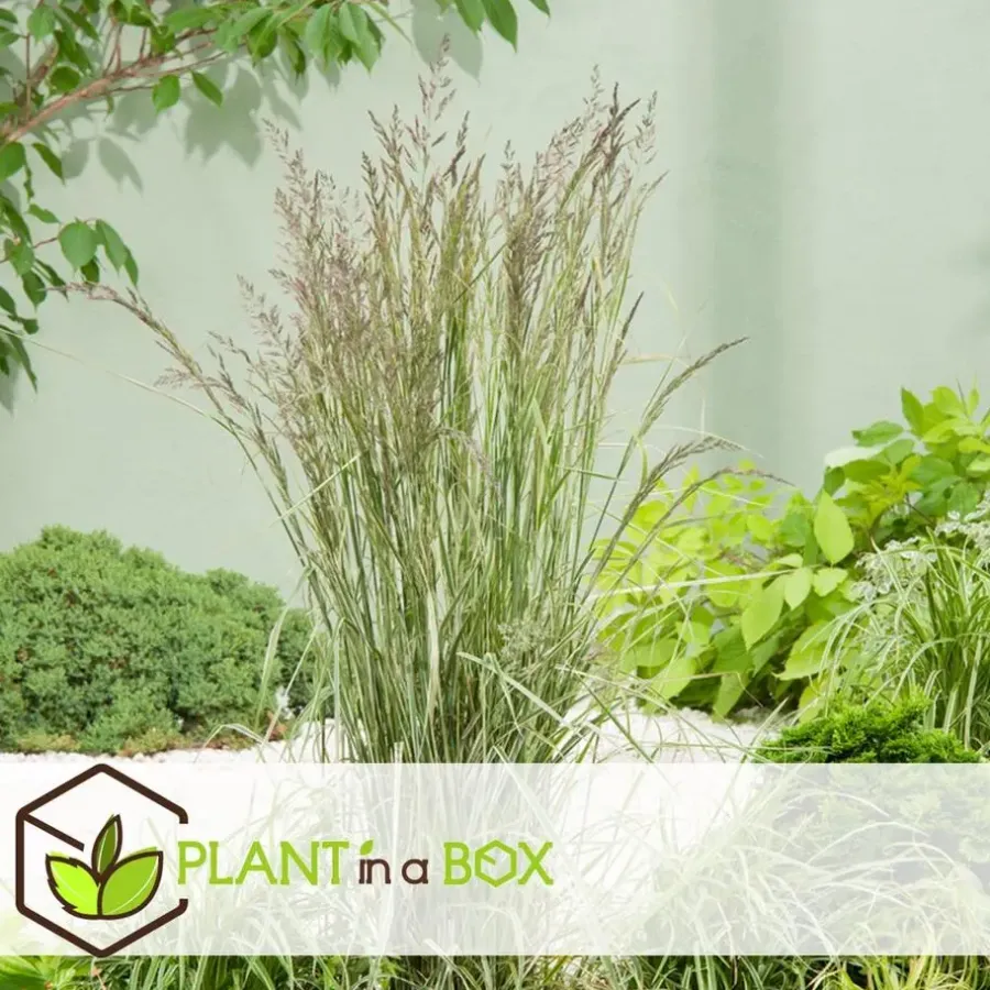 Planten|Tuinplanten-Plant in a Box Bont struisriet - Calamagrostis acutiflora 'Overdam' - Hoogte 20-30cm - ⌀23cm