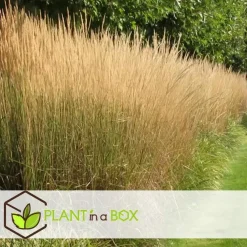 Planten|Tuinplanten-Plant in a Box Bont struisriet - Calamagrostis acutiflora 'Overdam' - Hoogte 20-30cm - ⌀23cm