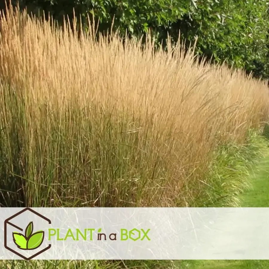 Planten|Tuinplanten-Plant in a Box Bont struisriet - Calamagrostis acutiflora 'Overdam' - Hoogte 20-30cm - ⌀23cm