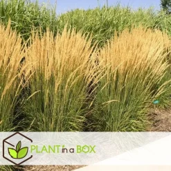 Planten|Tuinplanten-Plant in a Box Bont struisriet - Calamagrostis acutiflora 'Overdam' - Hoogte 20-30cm - ⌀23cm