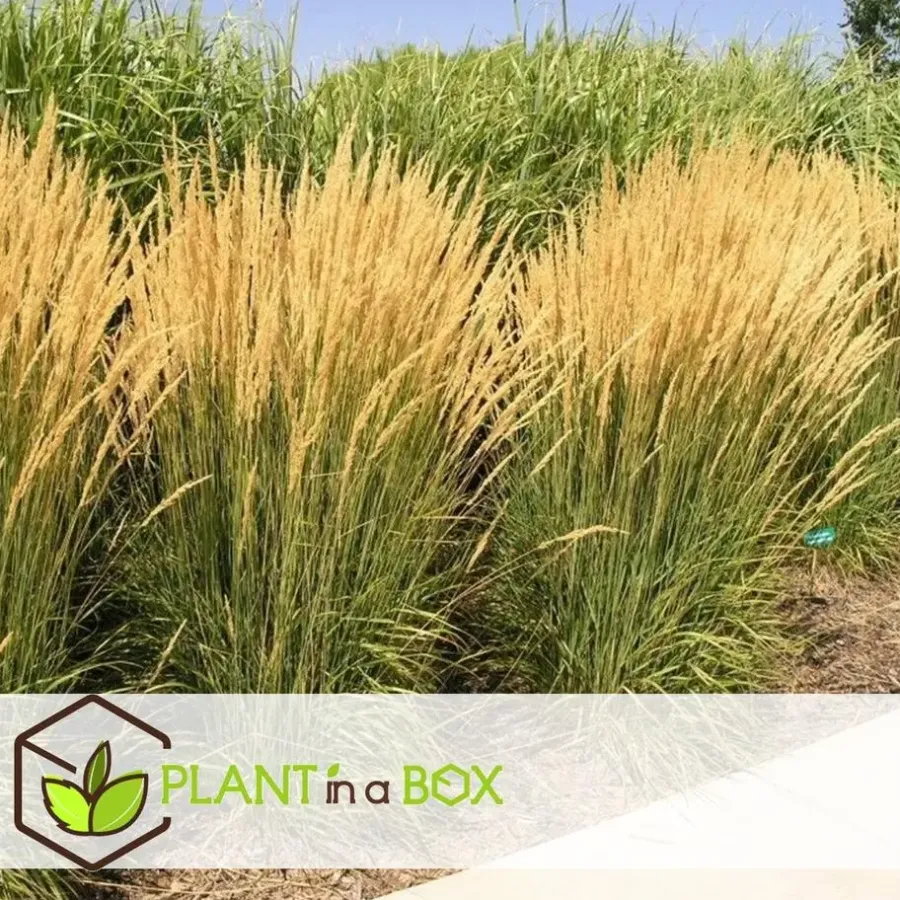 Planten|Tuinplanten-Plant in a Box Bont struisriet - Calamagrostis acutiflora 'Overdam' - Hoogte 20-30cm - ⌀23cm