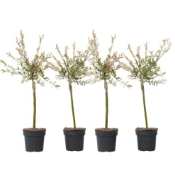Plant in a Box Bonte dwergwilg - Set van 4 - Salix integra 'Flamingo' - Hoogte 60-80cm - ⌀17cm