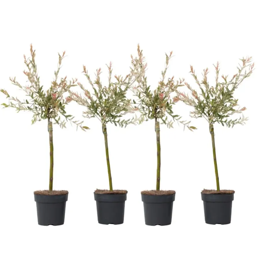 Plant in a Box Bonte dwergwilg - Set van 4 - Salix integra 'Flamingo' - Hoogte 60-80cm - ⌀17cm