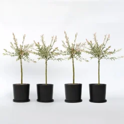 Plant in a Box Bonte dwergwilg - Set van 4 - Salix integra 'Flamingo' - Hoogte 60-80cm - ⌀17cm