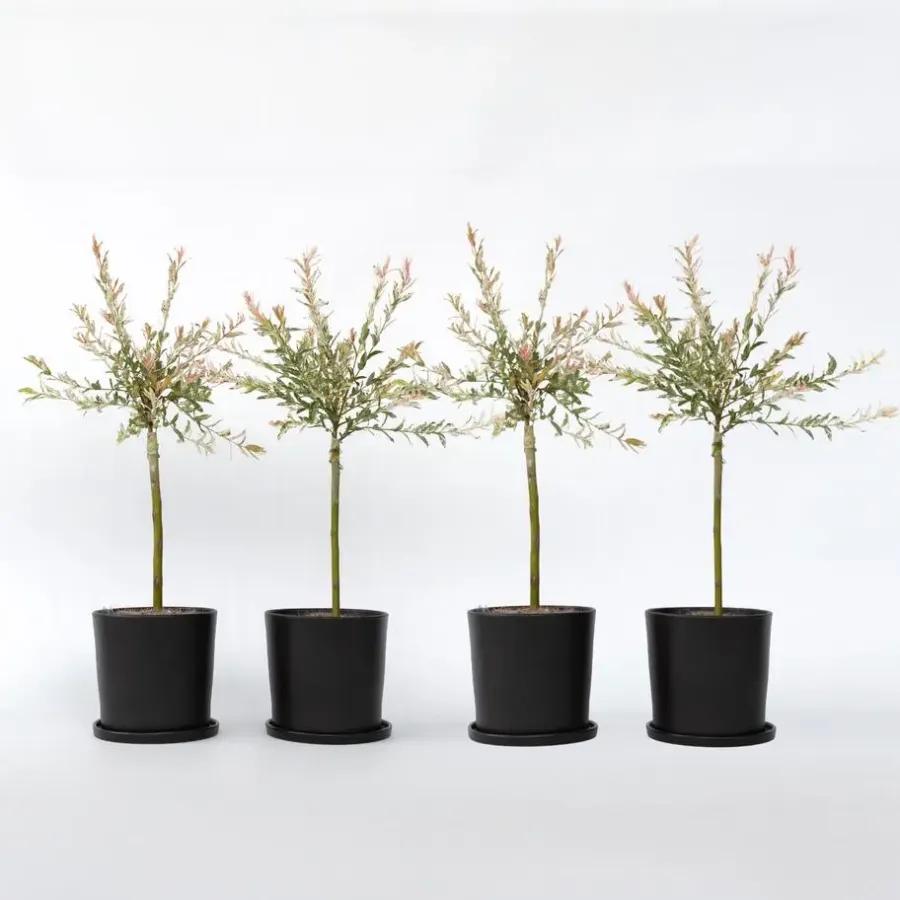 Plant in a Box Bonte dwergwilg - Set van 4 - Salix integra 'Flamingo' - Hoogte 60-80cm - ⌀17cm
