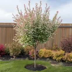Plant in a Box Bonte dwergwilg - Set van 4 - Salix integra 'Flamingo' - Hoogte 60-80cm - ⌀17cm