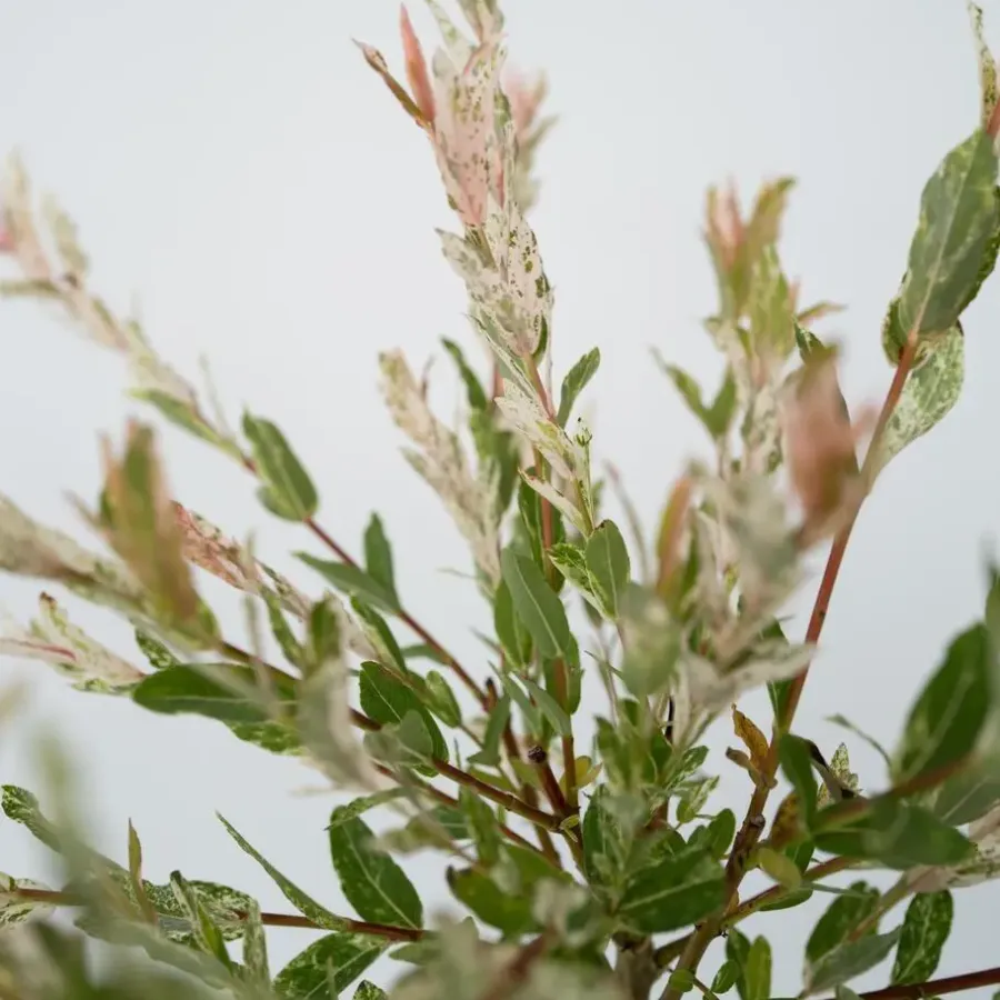 Plant in a Box Bonte dwergwilg - Set van 4 - Salix integra 'Flamingo' - Hoogte 60-80cm - ⌀17cm