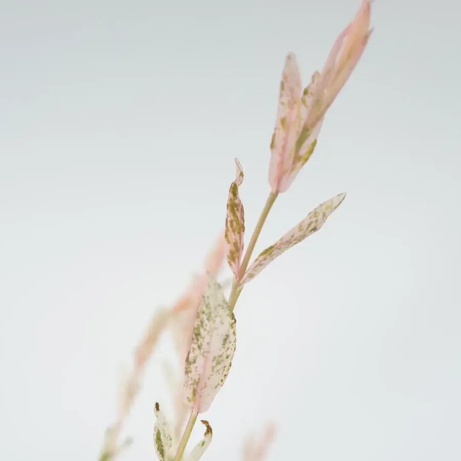 Plant in a Box Bonte dwergwilg - Set van 4 - Salix integra 'Flamingo' - Hoogte 60-80cm - ⌀17cm