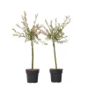 Plant in a Box Bonte dwergwilg - Set van 2 - Salix integra 'Flamingo' - Hoogte 60-80cm - ⌀17cm