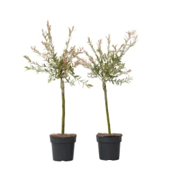 Plant in a Box Bonte dwergwilg - Set van 2 - Salix integra 'Flamingo' - Hoogte 60-80cm - ⌀17cm