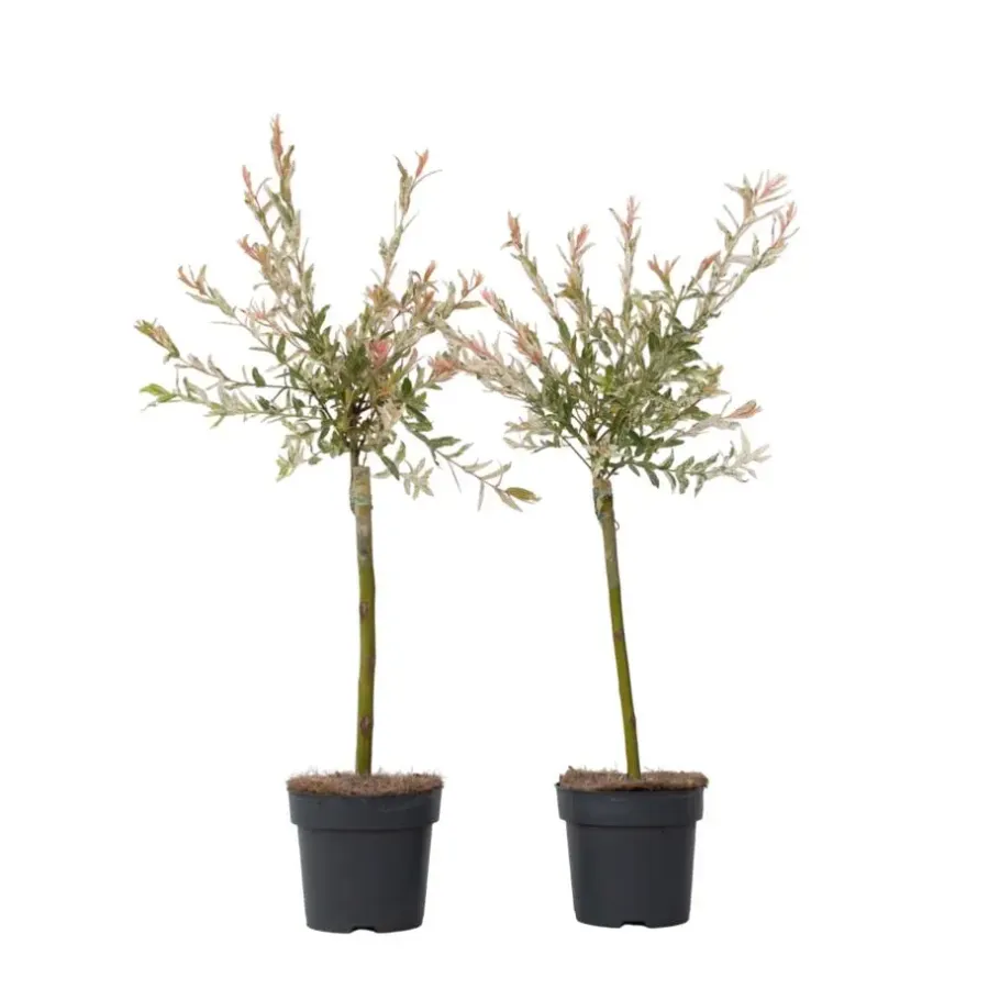 Plant in a Box Bonte dwergwilg - Set van 2 - Salix integra 'Flamingo' - Hoogte 60-80cm - ⌀17cm