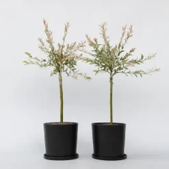 Plant in a Box Bonte dwergwilg - Set van 2 - Salix integra 'Flamingo' - Hoogte 60-80cm - ⌀17cm