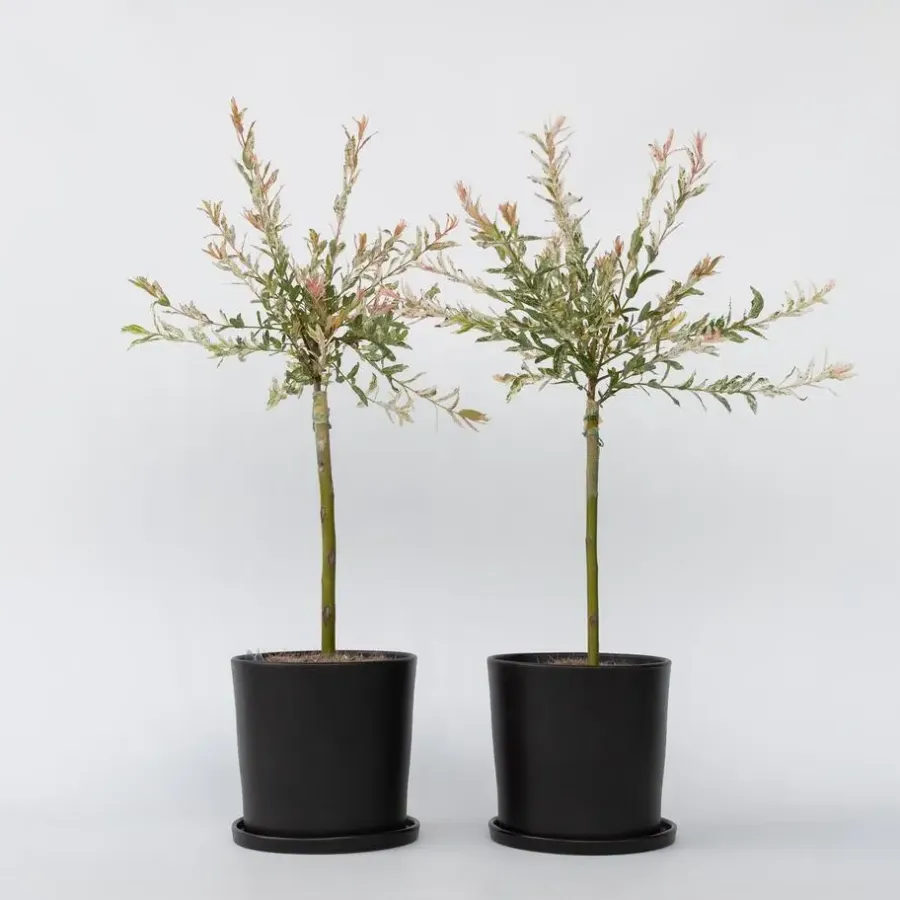 Plant in a Box Bonte dwergwilg - Set van 2 - Salix integra 'Flamingo' - Hoogte 60-80cm - ⌀17cm