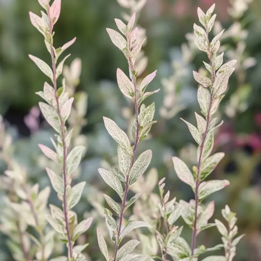 Plant in a Box Bonte dwergwilg - Set van 2 - Salix integra 'Flamingo' - Hoogte 60-80cm - ⌀17cm