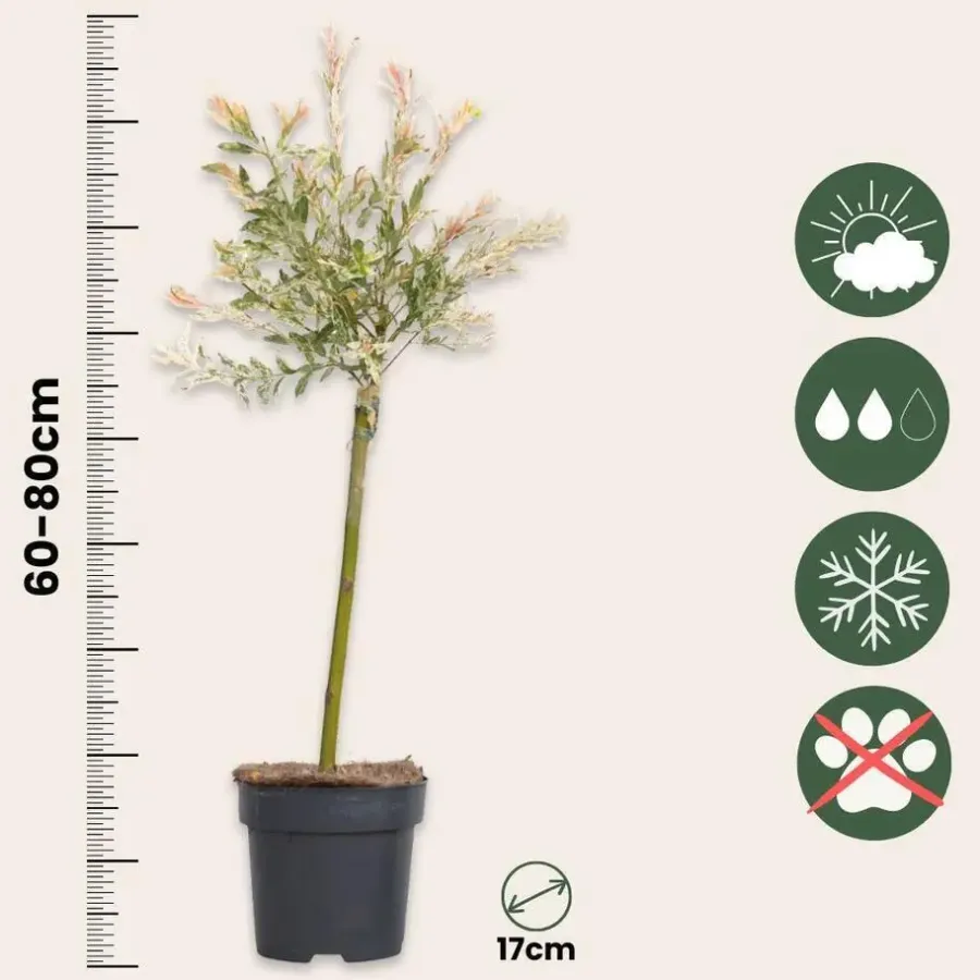 Plant in a Box Bonte dwergwilg - Set van 2 - Salix integra 'Flamingo' - Hoogte 60-80cm - ⌀17cm