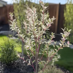 Plant in a Box Bonte dwergwilg - Set van 2 - Salix integra 'Flamingo' - Hoogte 60-80cm - ⌀17cm