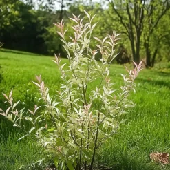 Plant in a Box Bonte dwergwilg - Set van 2 - Salix integra 'Flamingo' - Hoogte 60-80cm - ⌀17cm