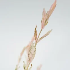 Plant in a Box Bonte dwergwilg - Set van 2 - Salix integra 'Flamingo' - Hoogte 60-80cm - ⌀17cm