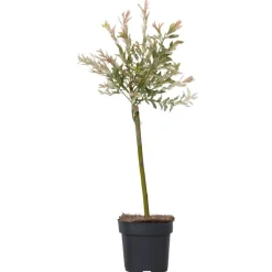 Planten-Plant in a Box Bonte Wilg - Salix integra ´Flamingo' - Hoogte 60-80cm - Pot 17cm