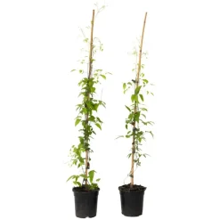 Plant in a Box Bosrank - 2 stuks - Clematis 'Hagley Hybrid' - Hoogte 100-120cm - ⌀17cm