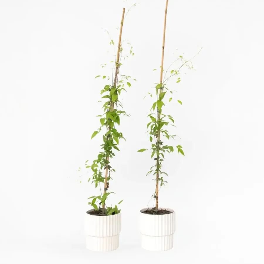 Plant in a Box Bosrank - 2 stuks - Clematis 'Hagley Hybrid' - Hoogte 100-120cm - ⌀17cm