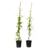 Planten|Tuinplanten-Plant in a Box Bosrank - 2 stuks - Clematis 'The President' - Hoogte 100-120cm - ⌀17cm