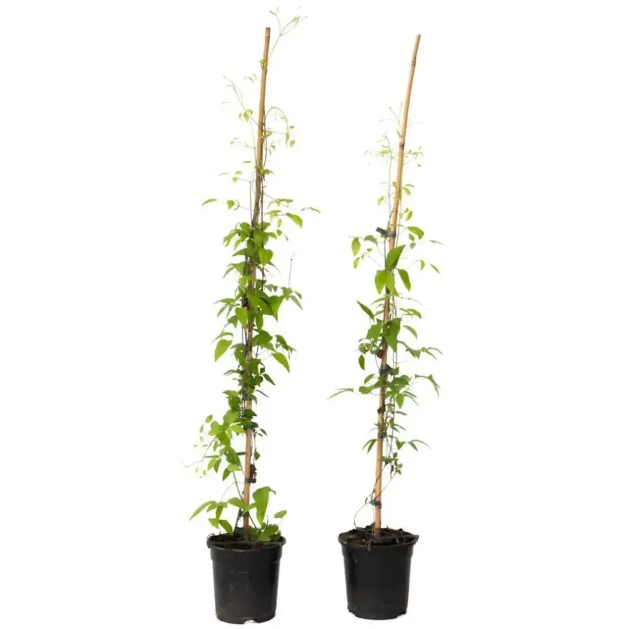 Planten|Tuinplanten-Plant in a Box Bosrank - 2 stuks - Clematis 'The President' - Hoogte 100-120cm - ⌀17cm