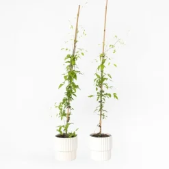 Planten|Tuinplanten-Plant in a Box Bosrank - 2 stuks - Clematis 'The President' - Hoogte 100-120cm - ⌀17cm