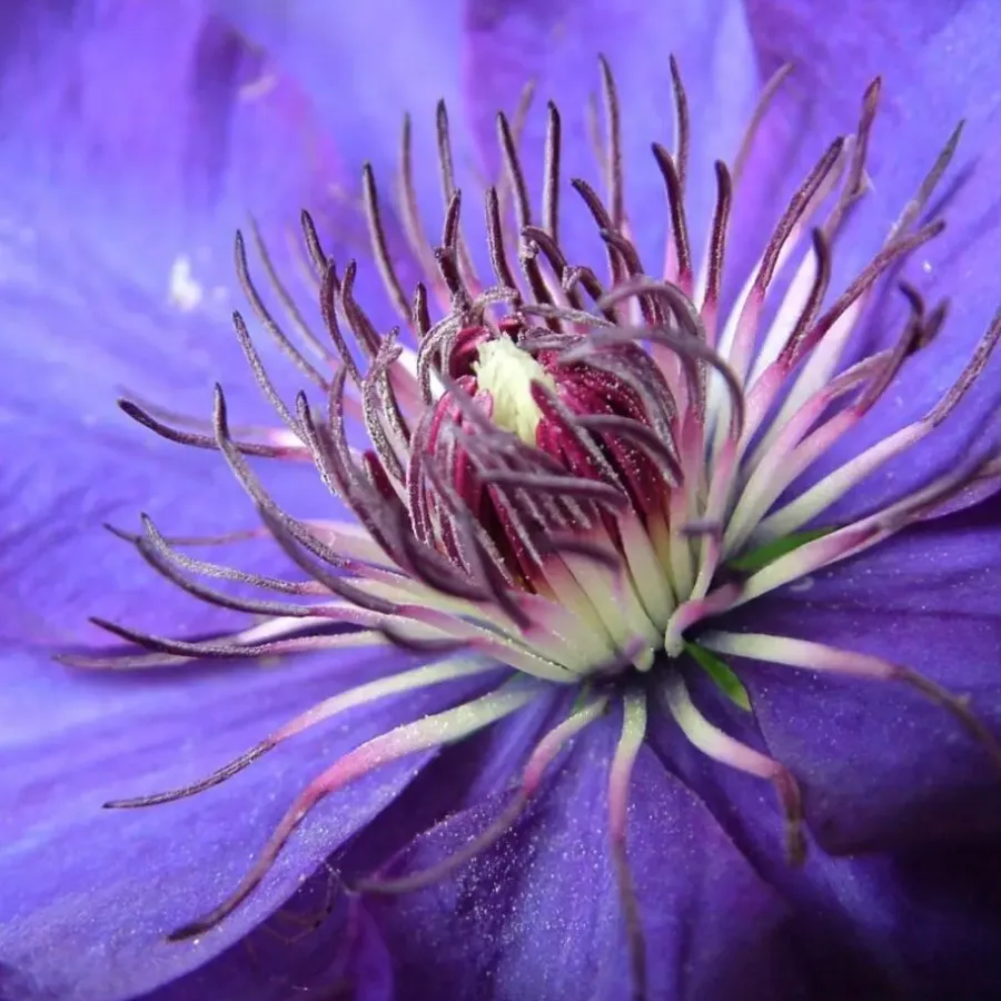 Planten|Tuinplanten-Plant in a Box Bosrank - 2 stuks - Clematis 'The President' - Hoogte 100-120cm - ⌀17cm